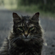 <i>Pet Sematary</i>'s first trailer leans into the folk horror of Stephen King's scariest book